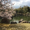 2019年京都桜の名所【二条城】【神泉苑】【東寺】【梅小路公園】