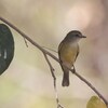 レモンオリーブヒタキ(Lemon-bellied Flycatcher)