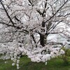 鴨川、冷泉通り辺りの桜