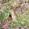 2024/3月に撮影した野鳥写真