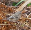 公園の野鳥達（3月10日）ベニマシコ♀