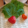 収穫🍓