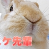最近始めたうさぎのかわいいショートムービーをYouTubeで絶賛公開中！！