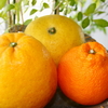 「熊本県天草の柑橘」今まさに旬なリ。