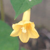 (433) Ipomoea hederifolia