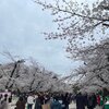 いざ上野「花より団子」目は動物