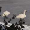 白鳥の歌（8/9）