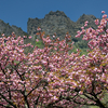 🌸妙義山県立森林公園さくらの里　４月下旬の撮影です😊