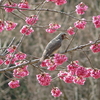 寒緋桜にツグミ