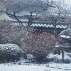 雪のち雨。