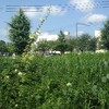 今日も夏空