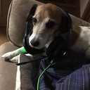 犬の手も借りたい
