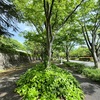 初夏に向かっていく緑