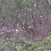 4月の弥富野鳥園