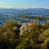 金沢の観桜も終盤戦に