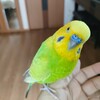 トゥッティー（セキセイインコ）と暮らし始めて、4年。やはり、毎日が尊い。