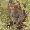 【ワーホリinタスマニア】オーストラリアのキャンプ場で考える、野生動物との距離感。
