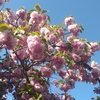 ぼんぼり桜