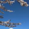 今朝の富士山と桜（20220405）