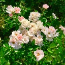 アラサー主婦の前向き妊活日記