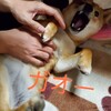 噛む柴犬の心理～犬の気持ちになって考えたら人間と同じだった。逆上させないしつけ。