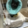 もしも子猫を拾ったら。後編。トイレ編。