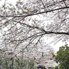 西郷山公園の桜