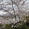 桜だより③