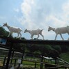 無犯罪証明書 兵庫県警での取得方法 体験記 ニュージーランド移住を目指す夫婦のブログ