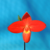 Phragmipedium　 besseae