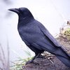 スズメは美しい。カラスは賢者の風格。野鳥について考えた。