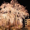京夜桜と国宝