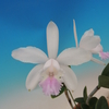 C. intermedia fma. delicata `Enami`