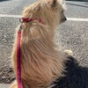 きなこ、ぼんやり過ごす