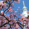 高倍率ズームの便利さを再確認した河津桜×スカイツリー