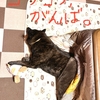 御用始め。