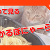 猫がご飯中に膝にきた！カルボナーラを初めて見た猫の反応はこちら。The cat that saw Carbonara for the first time.