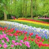 【キューケンホフ公園（Keukenhof）】満開チューリップの幻想空間。雨天のち晴れ。