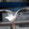 水に飛び込むユリカモメ