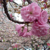 今年の桜もこれで見納め