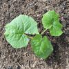 夏もの野菜の植付け2
