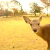 早朝、奈良公園へ