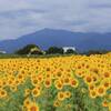座間ひまわり畑が見頃！満開の向日葵が夏におすすめ｜2025年開花状況、混雑状況、アクセス、駐車場、ひまわりまつり（神奈川県座間市）