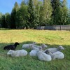 ひつじのにおい