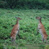 衝撃画像！？えぞしか・STANDING！