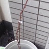 まずは、鉢植えの環境を