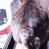 ダイエット指令