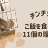 チンチラがご飯食べない理由は？考えられる11個の原因について解説