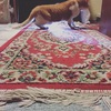ねこ写真＃96
