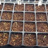 トマトの発芽
